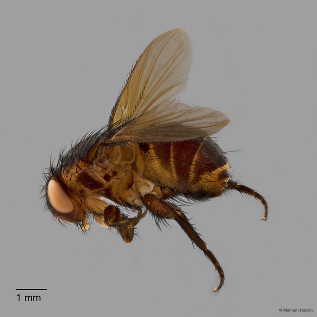 Verticia sp. "cf. ZRCBDP0128075" • © Maimon Hussin • All Rights Reserved