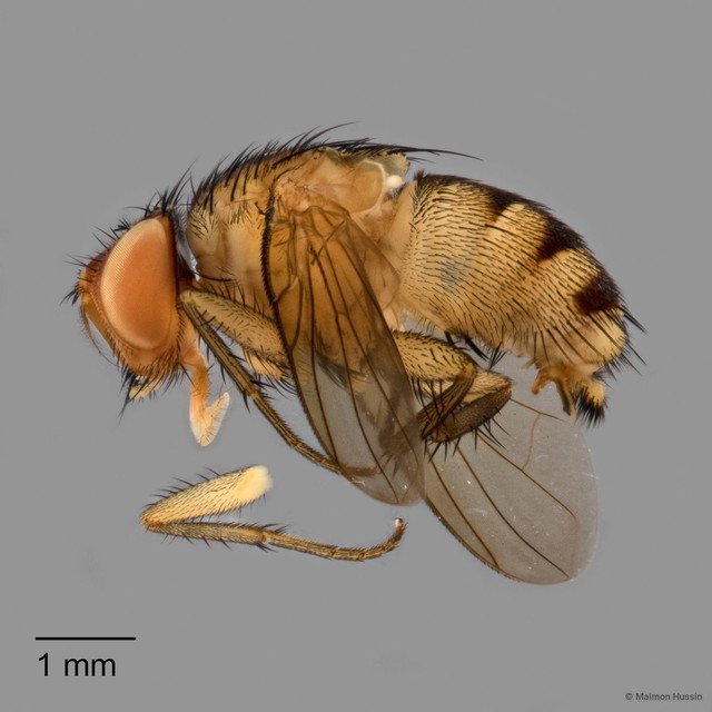 Verticia orientalis • © Maimon Hussin • All Rights Reserved
