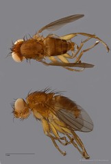 Canacidae sp. "ZRCBDP0089585"
