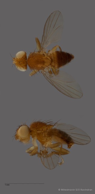 Canacidae sp. "ZRCBDP0103595"