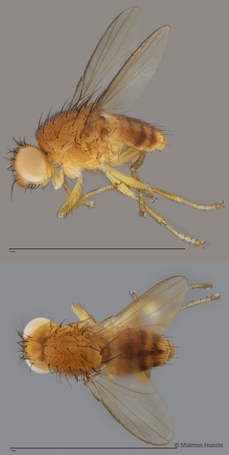 Dasyrhicnoessa sp. "ZRCBDP0019702" • © Maimon Hussin • All Rights Reserved