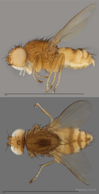 Dasyrhicnoessa sp. "ZRCBDP0019920" • © Maimon Hussin • All Rights Reserved