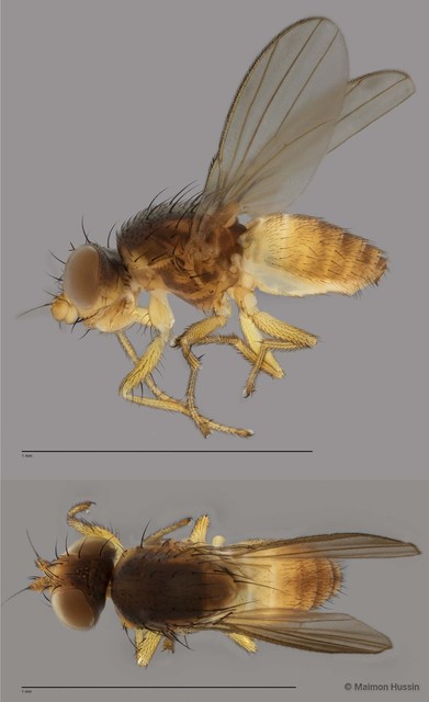 Dasyrhicnoessa sp. "ZRCBDP0025409" • © Maimon Hussin • All Rights Reserved