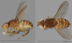 Dasyrhicnoessa tripunctata • © Maimon Hussin • All Rights Reserved