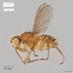 Dasyrhicnoessa tripunctata • © Maimon Hussin • All Rights Reserved