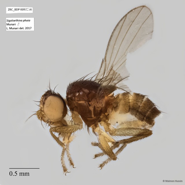 Sigaloethina phaia