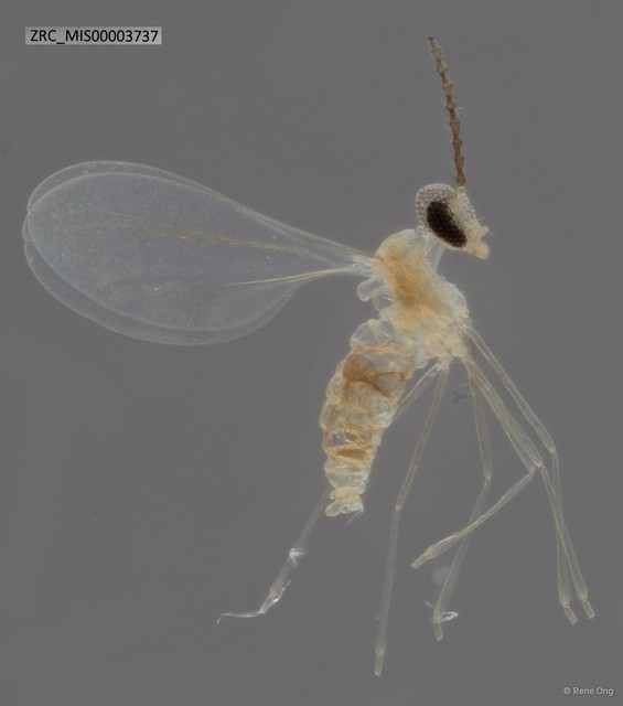 Cecidomyiidae sp. "ZRC_MIS00003737" • © Rene Ong • All Rights Reserved