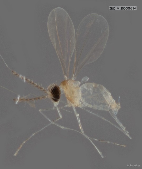 Cecidomyiidae sp. "ZRC_MIS00006514" • © Rene Ong • All Rights Reserved
