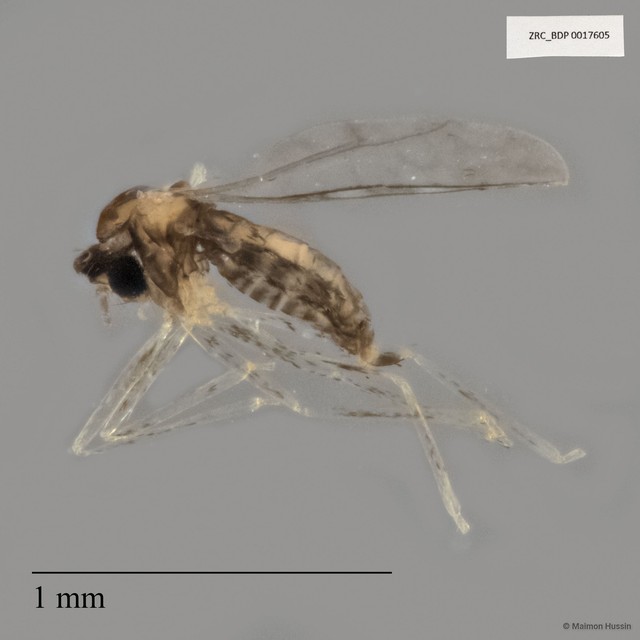 Cecidomyiidae sp. "ZRCBDP0017605" • © Maimon Hussin • All Rights Reserved