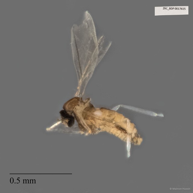 Cecidomyiidae sp. "ZRCBDP0017615" • © Maimon Hussin • All Rights Reserved