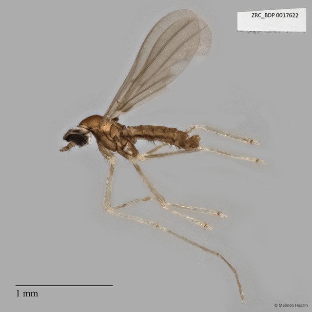 Cecidomyiidae sp. "ZRCBDP0017622" • © Maimon Hussin • All Rights Reserved