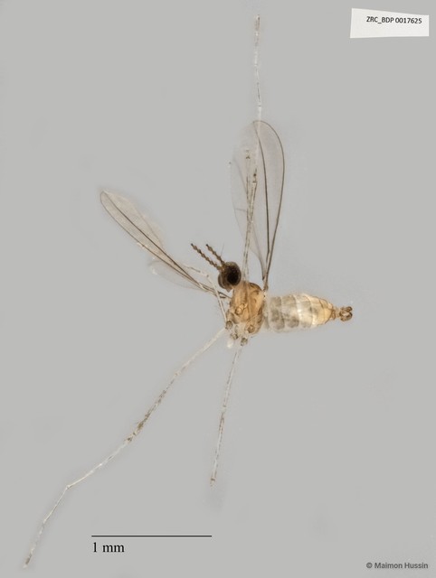 Cecidomyiidae sp. "ZRCBDP0017625" • © Maimon Hussin • All Rights Reserved
