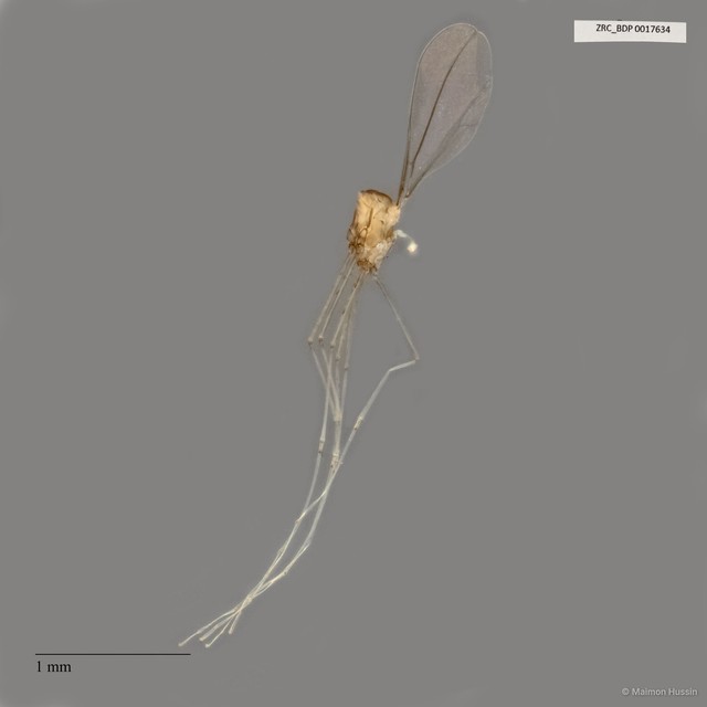 Cecidomyiidae sp. "ZRCBDP0017634" • © Maimon Hussin • All Rights Reserved