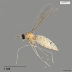 Cecidomyiidae sp. "ZRCBDP0017637"