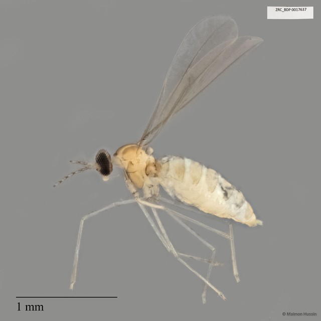 Cecidomyiidae sp. "ZRCBDP0017637" • © Maimon Hussin • All Rights Reserved