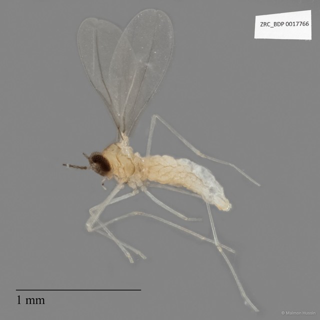 Cecidomyiidae sp. "ZRCBDP0017766" • © Maimon Hussin • All Rights Reserved