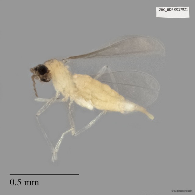 Cecidomyiidae sp. "ZRCBDP0017821" • © Maimon Hussin • All Rights Reserved