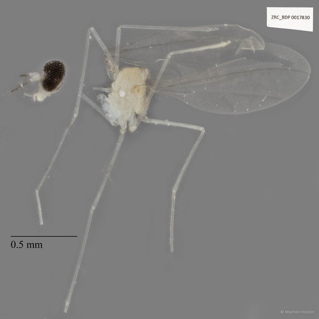 Cecidomyiidae sp. "ZRCBDP0017830" • © Maimon Hussin • All Rights Reserved