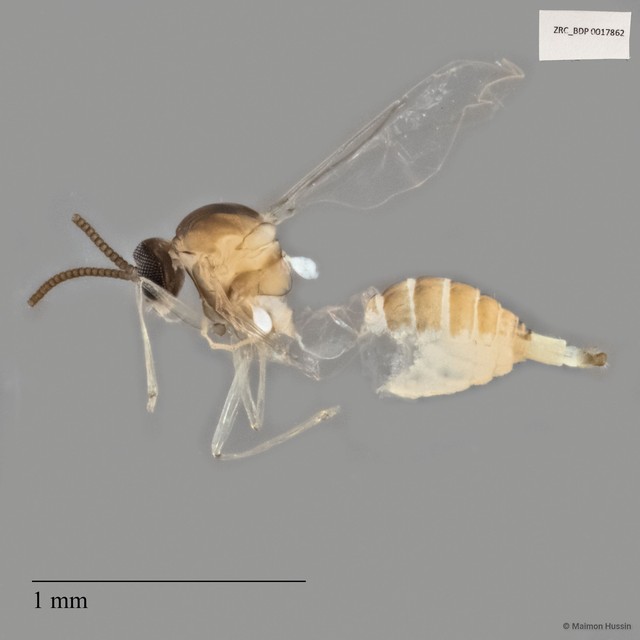 Cecidomyiidae sp. "ZRCBDP0017862" • © Maimon Hussin • All Rights Reserved