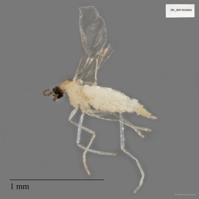 Cecidomyiidae sp. "ZRCBDP0020065" • © Maimon Hussin • All Rights Reserved