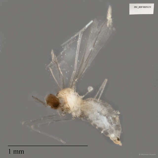 Cecidomyiidae sp. "ZRCBDP0025132" • © Maimon Hussin • All Rights Reserved