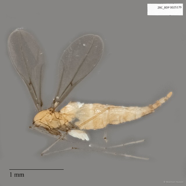 Cecidomyiidae sp. "ZRCBDP0025179" • © Maimon Hussin • All Rights Reserved