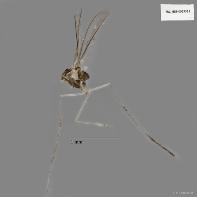 Cecidomyiidae sp. "ZRCBDP0025311" • © Maimon Hussin • All Rights Reserved