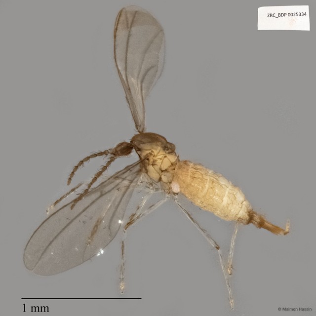 Cecidomyiidae sp. "ZRCBDP0025334" • © Maimon Hussin • All Rights Reserved