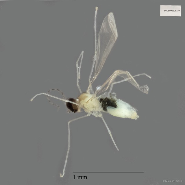 Cecidomyiidae sp. "ZRCBDP0025339" • © Maimon Hussin • All Rights Reserved