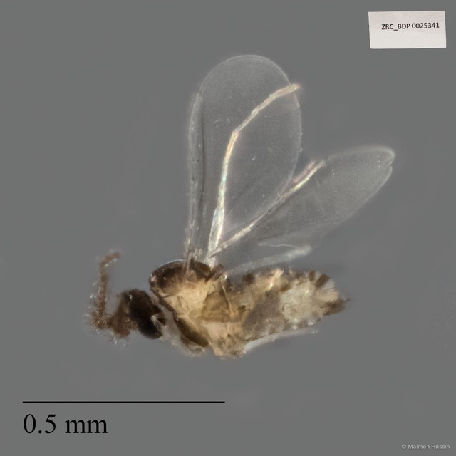 Cecidomyiidae sp. "ZRCBDP0025341" • © Maimon Hussin • All Rights Reserved
