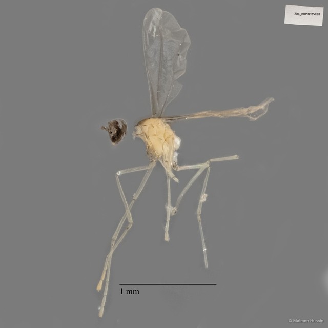 Cecidomyiidae sp. "ZRCBDP0025498" • © Maimon Hussin • All Rights Reserved