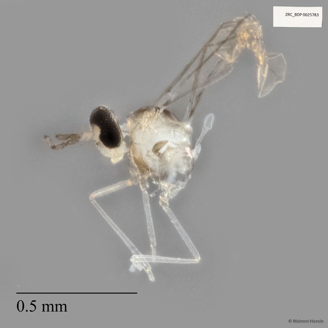 Cecidomyiidae sp. "ZRCBDP0025783" • © Maimon Hussin • All Rights Reserved