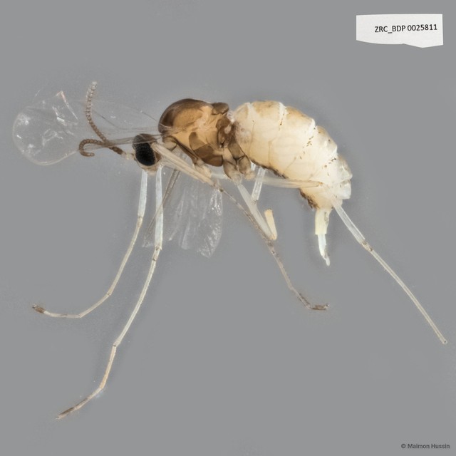 Cecidomyiidae sp. "ZRCBDP0025811" • © Maimon Hussin • All Rights Reserved