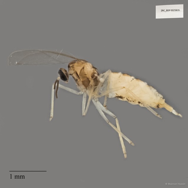 Cecidomyiidae sp. "ZRCBDP0025835" • © Maimon Hussin • All Rights Reserved
