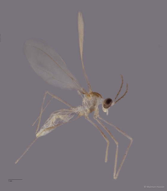 Cecidomyiidae sp. "ZRCBDP0048249" • © Maimon Hussin • All Rights Reserved