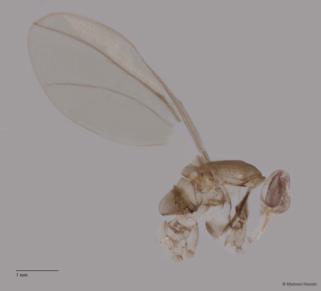 Cecidomyiidae sp. "ZRCBDP0049197" • © Maimon Hussin • All Rights Reserved