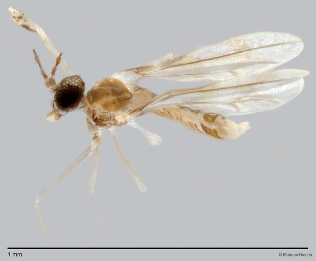 Cecidomyiidae sp. "ZRCBDP0049281" • © Maimon Hussin • All Rights Reserved