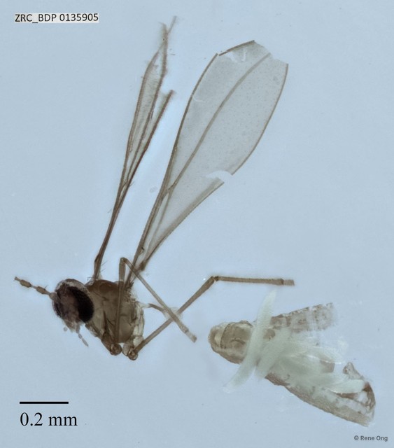 Cecidomyiidae sp. "ZRCBDP0135905" • © Rene Ong • All Rights Reserved