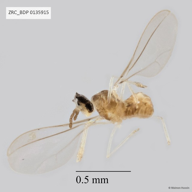 Cecidomyiidae sp. "ZRCBDP0135915" • © Maimon Hussin • All Rights Reserved