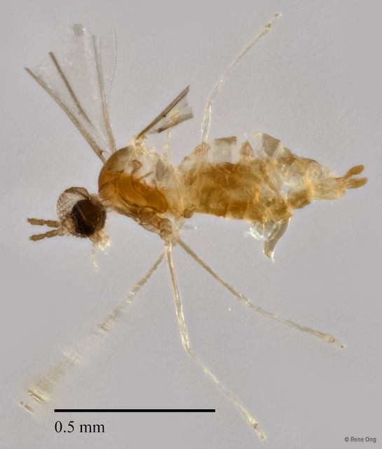 Cecidomyiidae sp. "ZRCBDP0294853" • © Rene Ong • All Rights Reserved