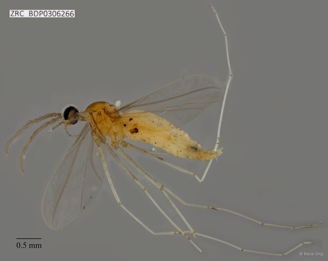 Cecidomyiidae sp. "ZRCBDP0306266" • © Rene Ong • All Rights Reserved