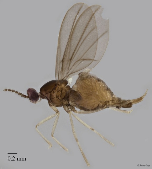 Cecidomyiidae sp. "ZRCBDP0320073" • © Rene Ong • All Rights Reserved