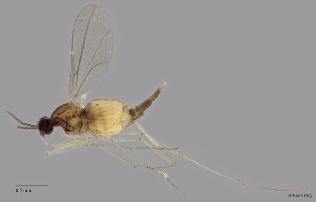 Cecidomyiidae sp. "ZRCBDP0321534" • © Rene Ong • All Rights Reserved