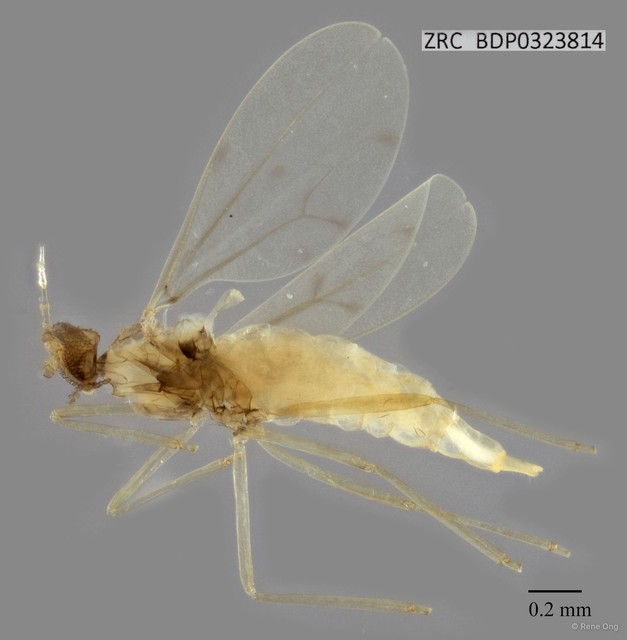 Cecidomyiidae sp. "ZRCBDP0323814" • © Rene Ong • All Rights Reserved
