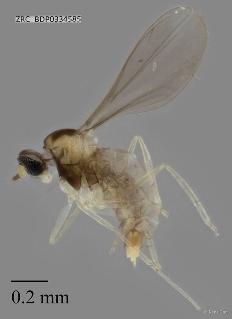 Cecidomyiidae sp. "ZRCBDP0326868" • © Rene Ong • All Rights Reserved