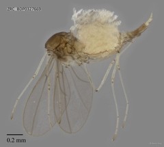 Cecidomyiidae sp. "ZRCBDP0327669"