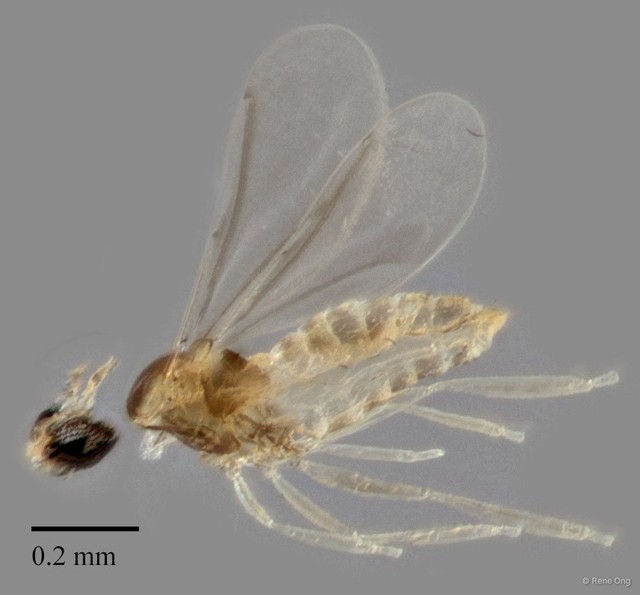 Cecidomyiidae sp. "ZRCBDP0329679" • © Rene Ong • All Rights Reserved