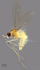 Cecidomyiidae sp. "ZRCBDP0329706"