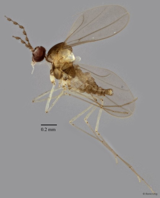 Cecidomyiidae sp. "ZRCBDP0329819" • © Rene Ong • All Rights Reserved