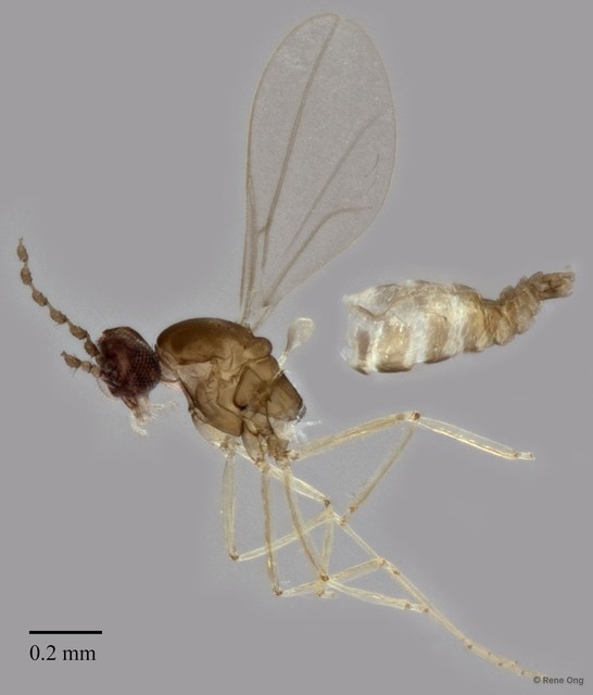 Cecidomyiidae sp. "ZRCBDP0331357" • © Rene Ong • All Rights Reserved